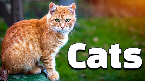 12 Amazing Facts of Cats | All about Cats for Kids