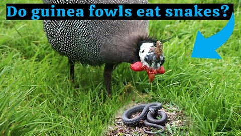 Do guinea fowls eat snakes?