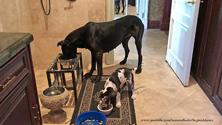 Cat Checks Out Great Dane and Puppy's Breakfast Routine