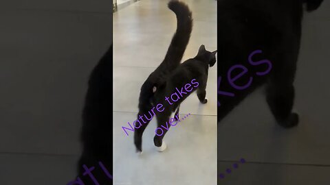 Cat Goes Shopping At The Mall / ショッピングモール 私は猫を飼っています