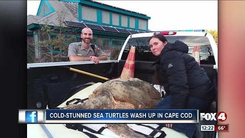 Cold-stunned sea turtles wash up in Cape Cod