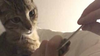 Cat relaxes while getting a manicure