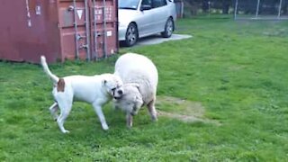 Ce mouton se prend pour un chien