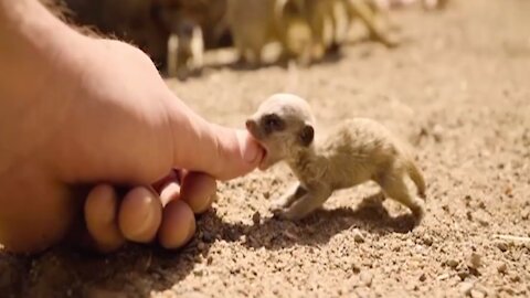 Cute meerkat pups that fit into your hand could melt your heart