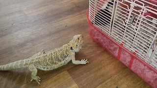 Bearded Dragon discovers pet rat, desperately tries to make contact
