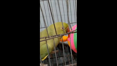 parrot Angry reaction after watching red color 😂🤣🤣 watch till end please like my video