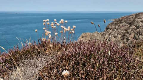 2 minutes of calm relaxation watching hillside meadow flowers blowing in the breeze with sea views.