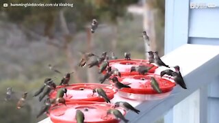 Bebedouro é invadido por bando de beija-flores