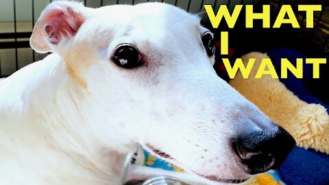 Why Does My Greyhound Stare at Me? [adopted greyhounds behavior]