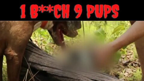 The Tragic Story Of 1 Bi**h 9 Pups | This Video Is Not For The Feint Of Heart