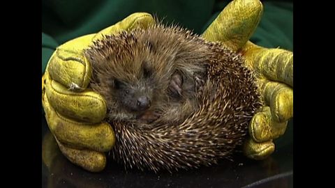 Hedgehog Osteopath