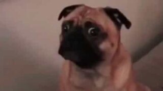 Pug is shocked by chimpanzee noises