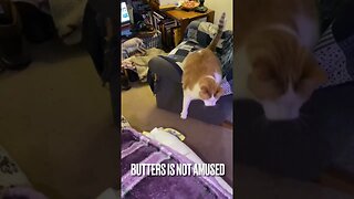 Cute puppy plays fetch: cats not amused