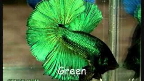 Betta Koi Pleco Snail Carp Fish Goldfish Angelfish Guppy Guppies Catfish animals Videos