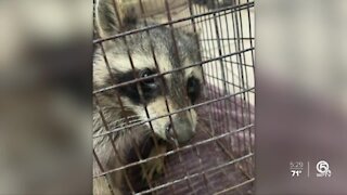 Distemper spike in raccoons could put dogs in danger