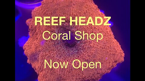 Reef Headz Intro