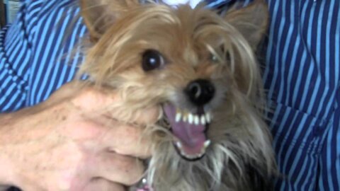 Killer Yorkie Attacks Owner