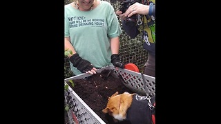 Corgi hilariously can't stop digging in the dirt