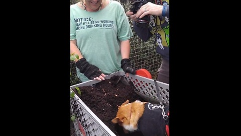 Corgi hilariously can't stop digging in the dirt