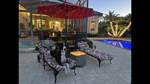 Happy Florida Great Dane Loves Relaxing By the Warmbond Portable Firepit