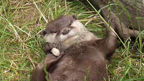 Funny Otter Proves To Be A Rock-Juggling Champion