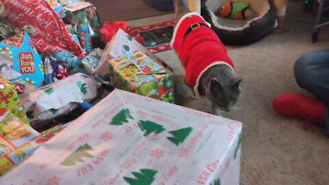 Fat cat in Santa suit