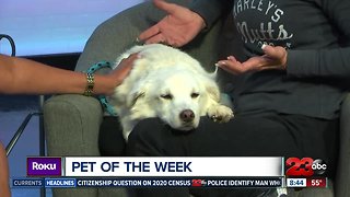 Meet our 23ABC Pet of the Week, Butters!