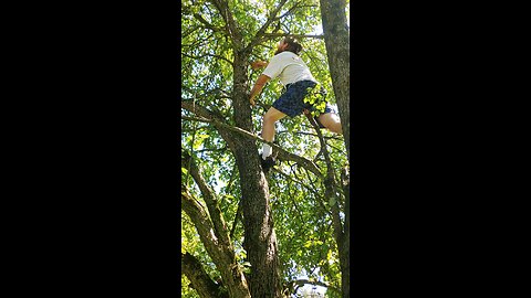 Picking Sickle pears 2023