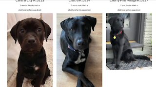 Rescued labs arriving in Colorado Saturday