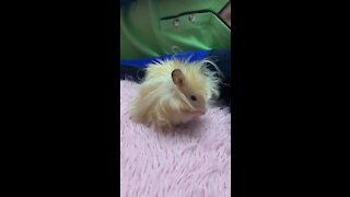 Super Long Hair Hamster is Grooming Itself