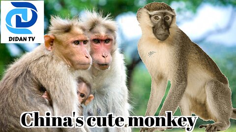 The Golden Monkeys of China | China's Hidden Kingdoms | Full Episode