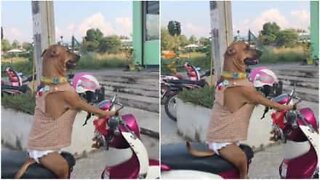 Il cane motociclista in Tailandia