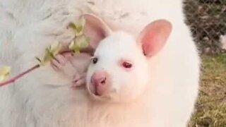 Alt for nuttet: En albino wallaby-familie