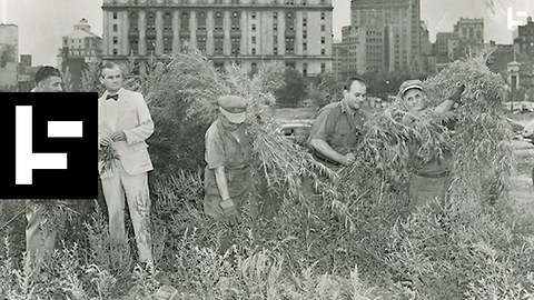 Brooklyn in the 50s: Where Dope Was a Weed That Grew Everywhere
