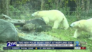Two new polar bears debut at Maryland Zoo