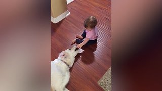 Babies Try to Make Friends with Dogs