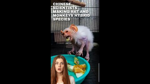 Scientists are making Rat-monkey hybrids in China