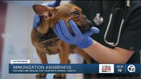 Pet immunizations are crucial for your pet's overall health