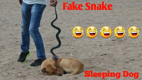 Fake Snake Prank Monkeys Dog Very Funny | Dogs And Monkeys Big Surprises of fake snake prank