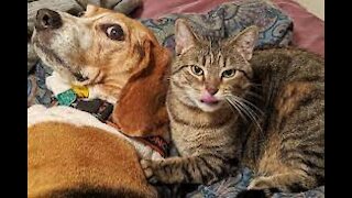 funny Animals Dogs and Cats Compilation of Dogs and CatsReaction