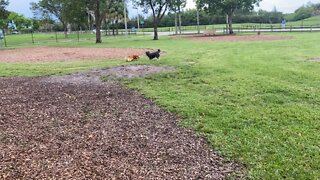 Shiba Inu running and chasing at the dog park