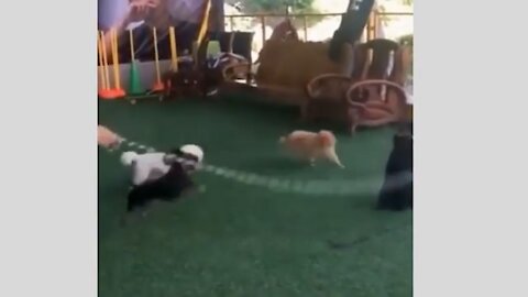 watch these puppies play jumping rope