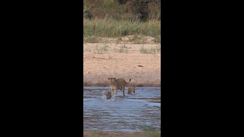 Lion mother anxiously watches cubs cross dangerous river