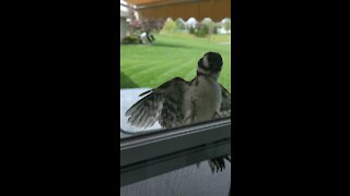 Why is there a little woodpecker on my screen door?!?!?