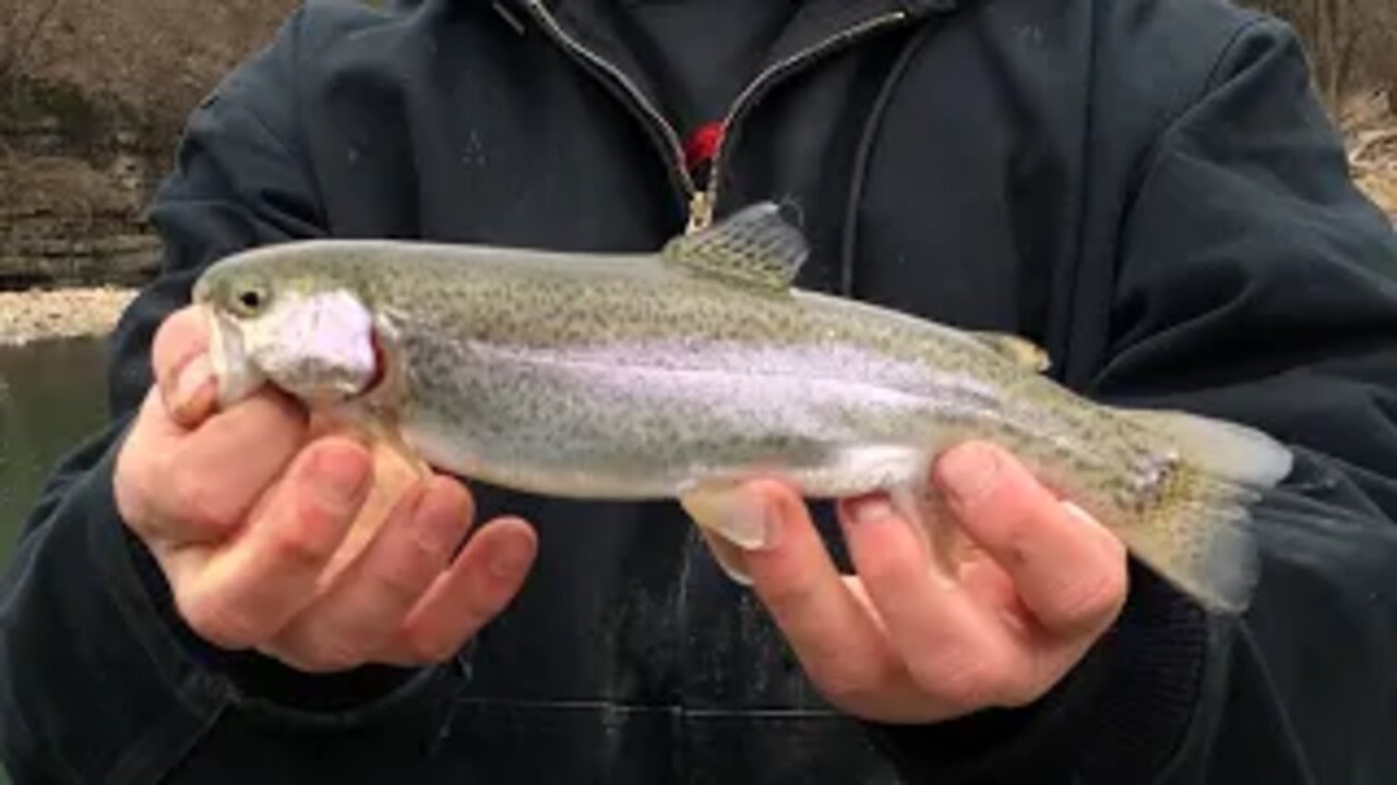 SPRING TROUT in Illinois! (Surprise catch bottom fishing)