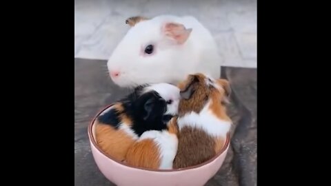 Cute baby Compilation cute moment of the animals .