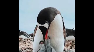 The family is assembled. 🐧