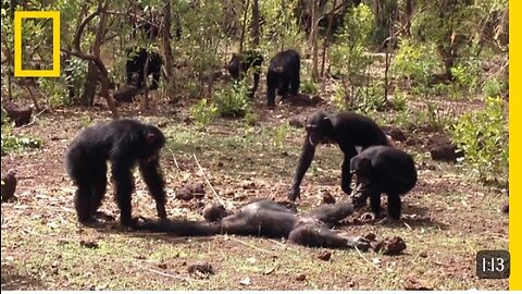 Aftermath_of_a_Chimpanzee_Murder_Caught_in_Rare_Video_|_National_Geographic