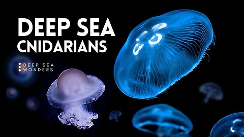 The Fascinating World of Cnidarians | Nature World Explore