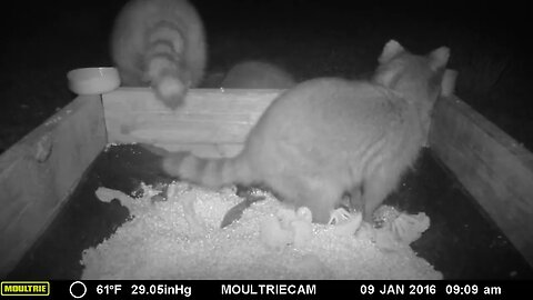 3 raccoons🦝🦝🦝 having a party 🎉 #cute #funny #animal #nature #wildlife #trailcam #farm #homestead